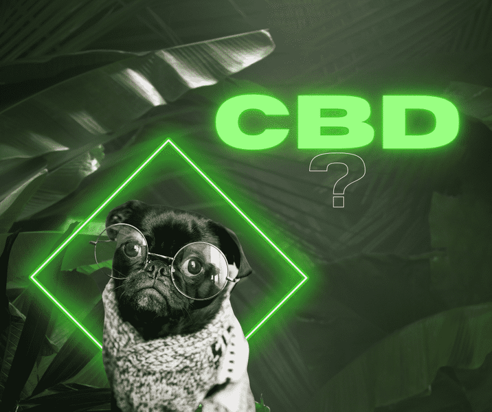 Démystifier le CBD : Entre Légalité et Ambiguïté